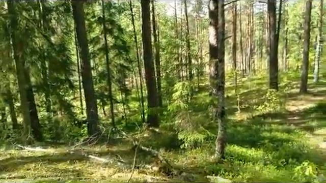 Велопрогулка по лесу в Псковской области 5 июня 2022 года. смотреть онлайн