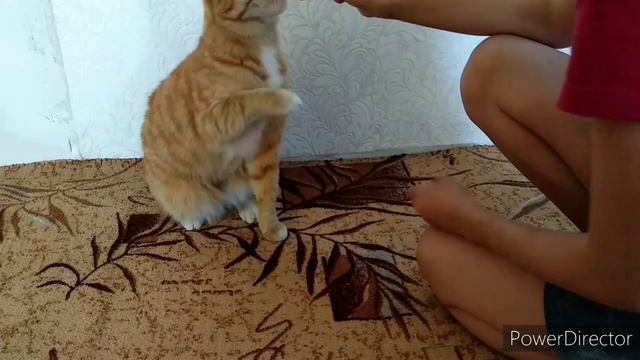 рубрика:„НАУЧИ КОТА КОМАНДЕ“😺💕 #3 Команды "Дай лапу" и "Дай пять" смотреть онлайн