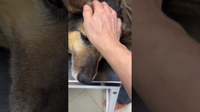 Поездка в клинику 🚘 смотреть онлайн