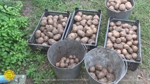 Картофель сорта Синеглазка.