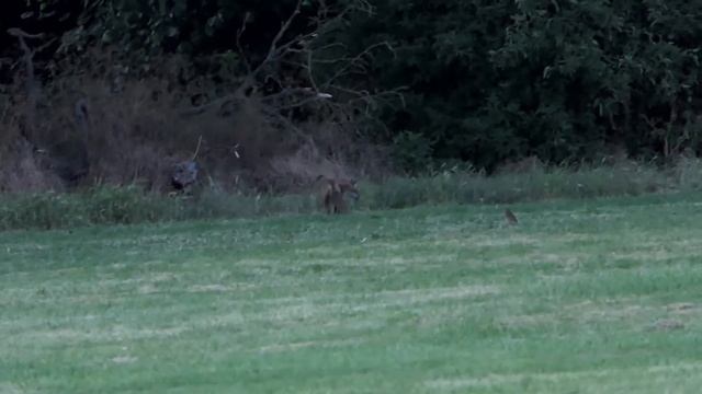 Town Foxes In Bedford смотреть онлайн