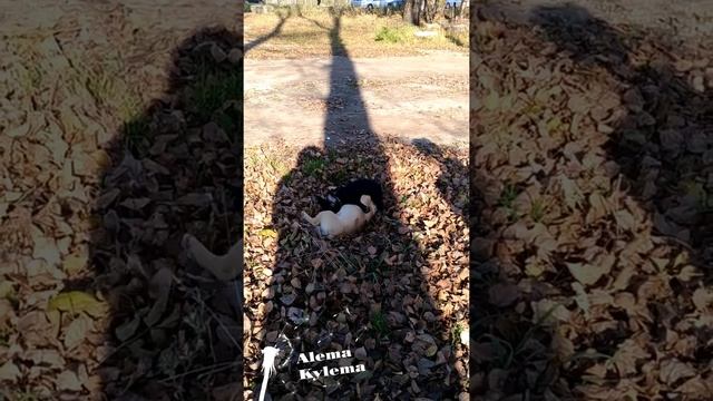 Два француза щенка кувыркаются в траве смотреть онлайн