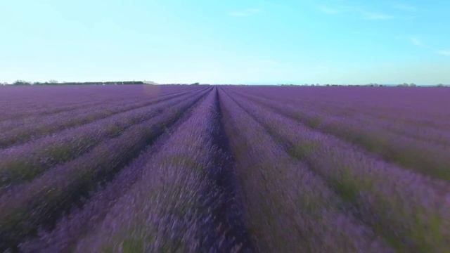 Relaxing Music Lavender Fields Релакс Музыка Лавандовые Поля смотреть онлайн