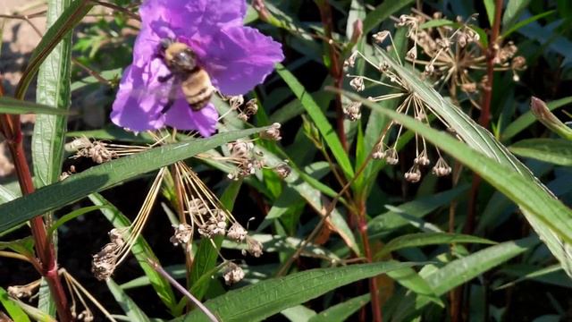 Beetunia смотреть онлайн