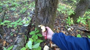 Обалдеть сколько грибов! в лес 21 сент 2023 2ч