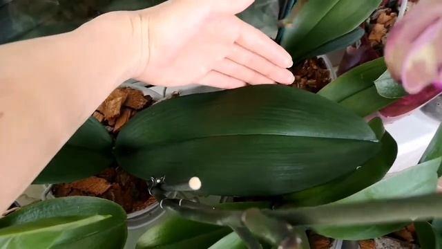 Орхидея Phalaenopsis Picasso (Пикассо) и орхидея вишневая безымяшка? смотреть онлайн