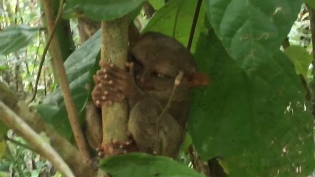 Заповедник тарсиеров. Philippine Tarsier Sanctuary