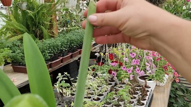 Мои гиппеаструмы вновь цветут летом! смотреть онлайн