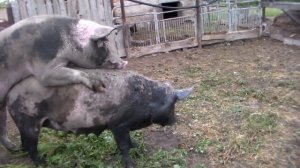 Когда свиноматка приходит в охоту после опороса .Покрытие свиноматки 12 июня.