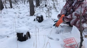 Охота на Зайца Беляка с капканами... Заяц Беляк... Установка капканов...