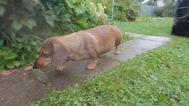 Манька в поисках лягушек 2021.08.21_16:06:53