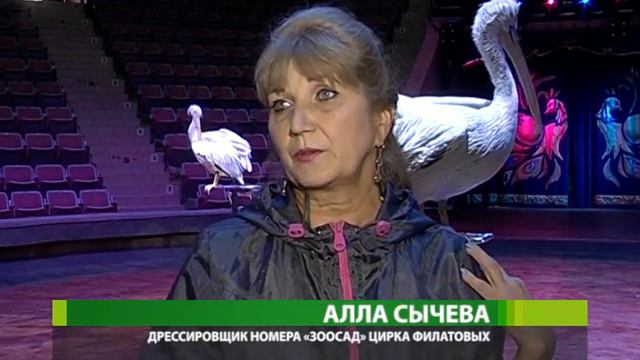 Спешите видеть: цирк Филатовых завершает гастроли в Курске! смотреть онлайн