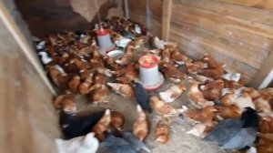 Куры-несушки. Порода (кросс) кур Ломан Браун. Плюсы и минусы. Как выбрать хорошую курочку!!!