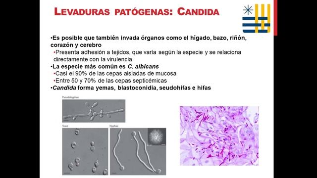 Microbiología: Hongos смотреть онлайн