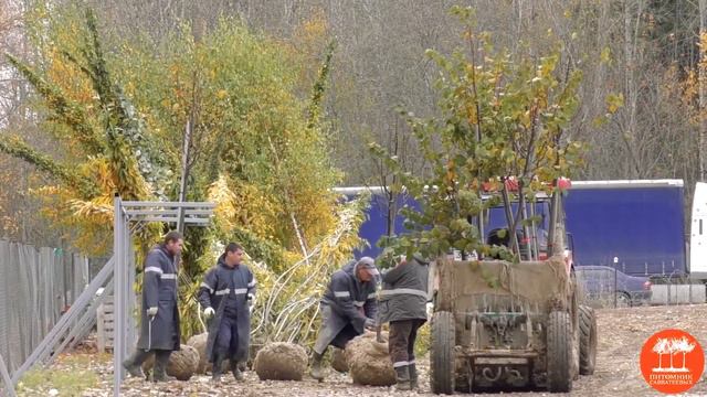 Осенний сезон в "Питомнике Савватеевых" смотреть онлайн