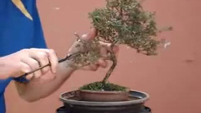 Бонсай серисса японская смотреть онлайн