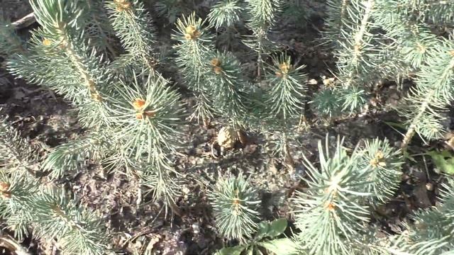 Какой грунт мы готовим для посадки ели голубой в нашем питомнике "Хвойный дворик" смотреть онлайн