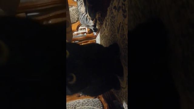 всеядная кошка Алиса 😊 смотреть онлайн