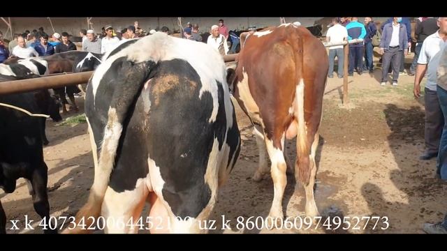 Namangan Viloyati Kosonsoy Tumani Tergachi Juma Bozori Hammasi Bittada. 29 04 2022.