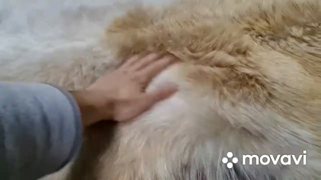КОЗЬЯ ШКУРКА БЕЖЕВО-ЗОЛОТИСТАЯ (КОД: 4432) смотреть онлайн