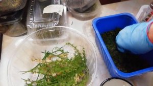 Как самому сделать стабилизированный мох