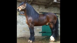 Владимирский тяжеловоз. Породы лошадей