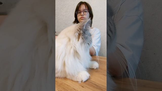 Порода кошек ragdoll (рэгдолл) смотреть онлайн