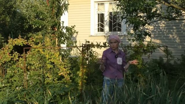 Уход за малиной в июле смотреть онлайн