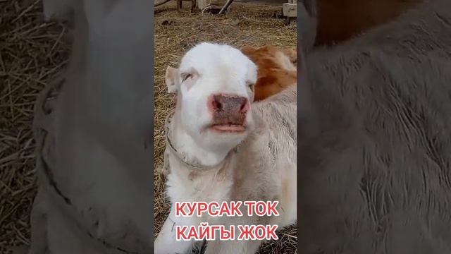 video_34@21-04-2024_15-03-18 смотреть онлайн
