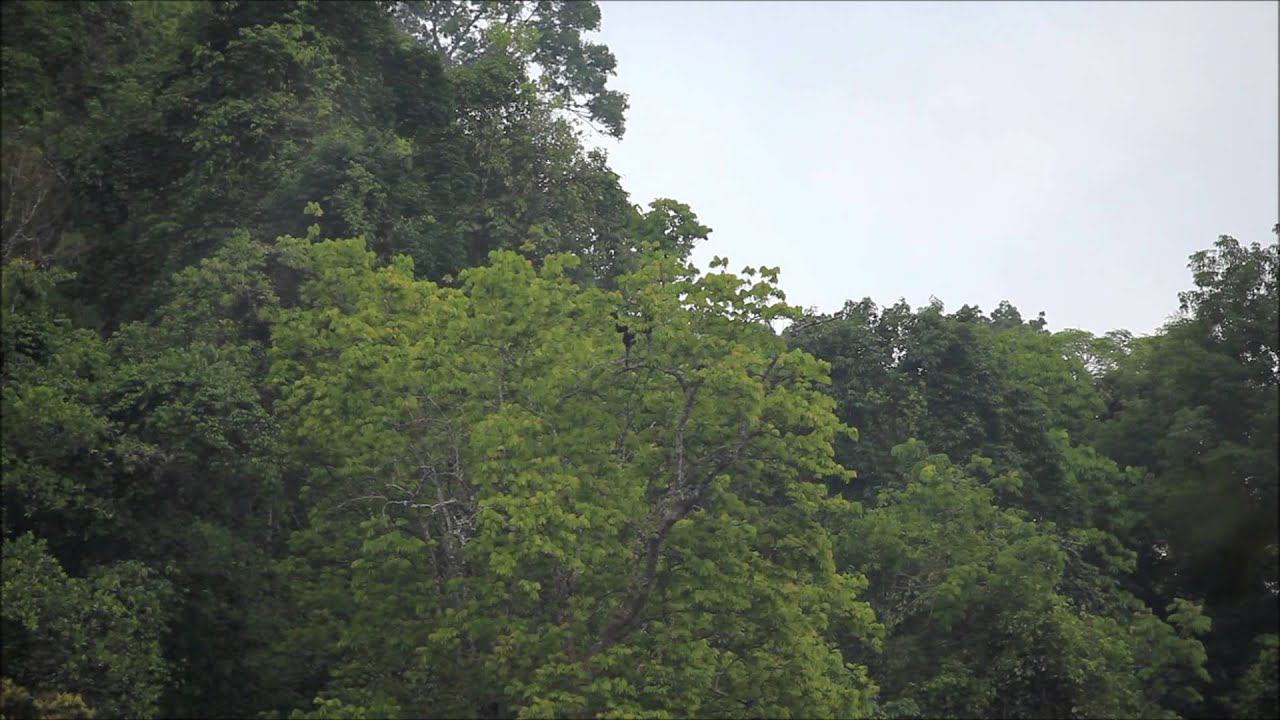 Video Singing Gibbons 2013 смотреть онлайн