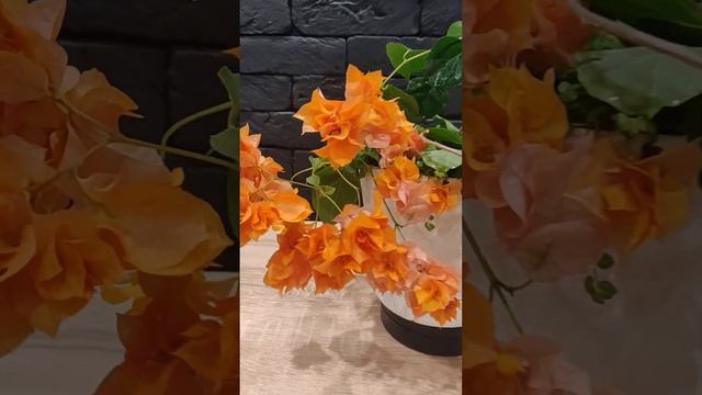 Бугенвиллия Дабл Оранж / Bougainvillea Double Orange #растения #flowers #plants смотреть онлайн