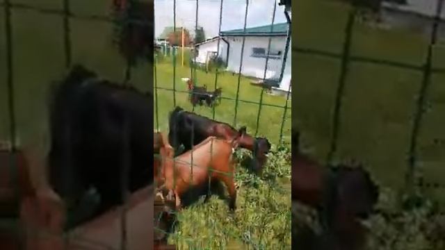 IMG 2723 1 Вочточные козы. Камори Битал.