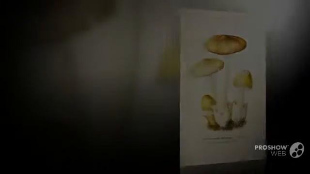 Amanitopsis plumbea - fungi kingdom смотреть онлайн