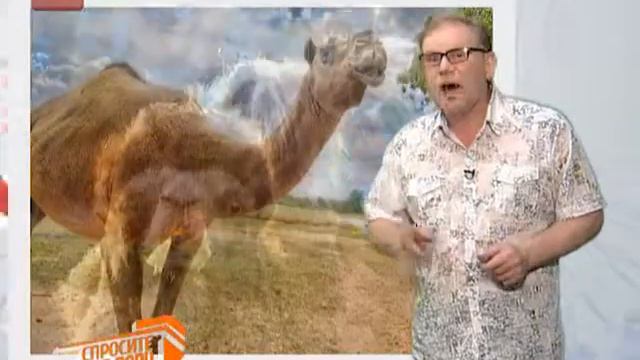 Спросите дядю Вову. Верблюд смотреть онлайн