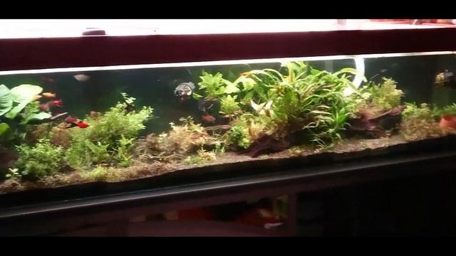 ТЕСТИРУЮ ФИЛЬТР ДЛЯ БАССЕЙНА В ТРЕХМЕТРОВОМ АКВАРИУМЕ смотреть онлайн