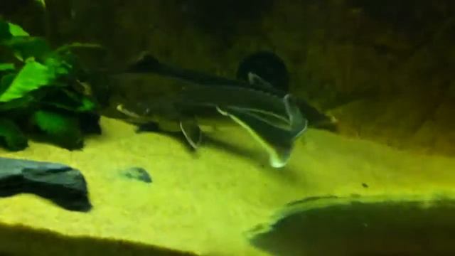 Sterlet sturgeon (Acipenser ruthenus) смотреть онлайн