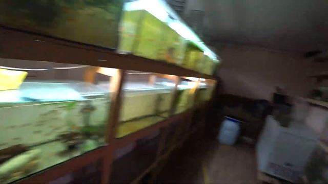 Сортировка рыб и аквариум для Моллинезии смотреть онлайн