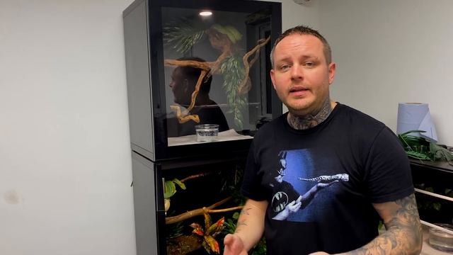 A look at my Green Tree Pythons with Darran Hughes.. смотреть онлайн
