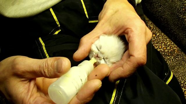 Выкармливание Персидского котёнка, с рождения БЕЗ кошки! смотреть онлайн
