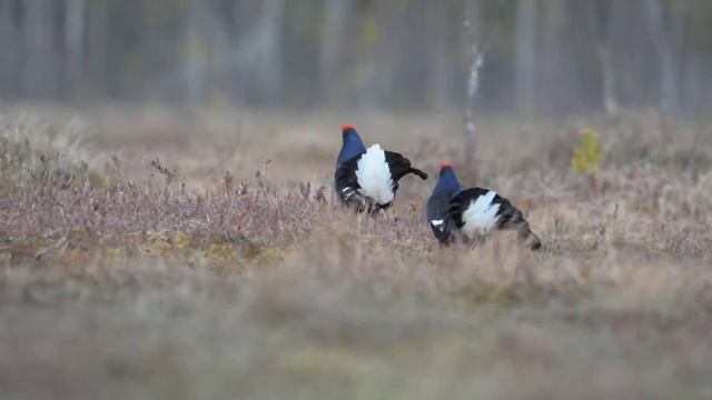 Косачи! Карелия. смотреть онлайн