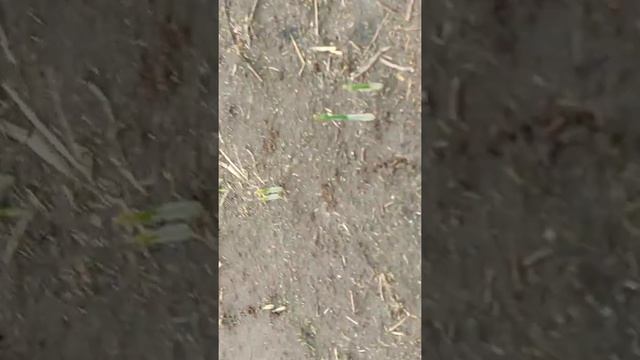 Когда нужно собирать цветы Шафрана смотреть онлайн