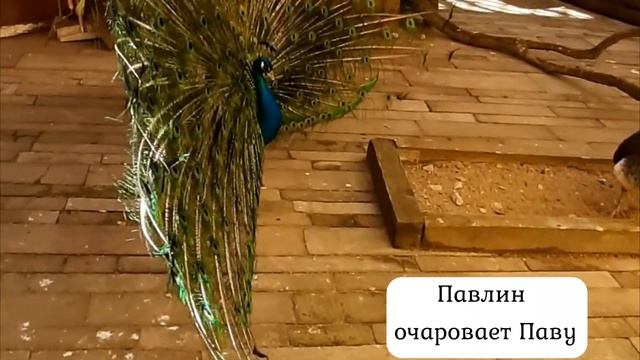 Как кричит павлин.Павлин распускает свой хвост. смотреть онлайн