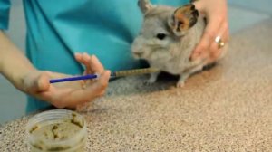 Докорм шиншиллы или морской свинки