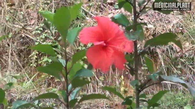 Hibiscus rosa sinensis смотреть онлайн