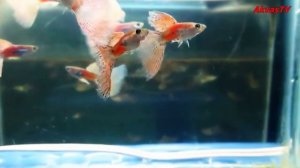 ПОРОДИСТЫЕ ГУППИ | ПОРОДА "КРАСНАЯ ТРАВА" ( Red grass Guppy )