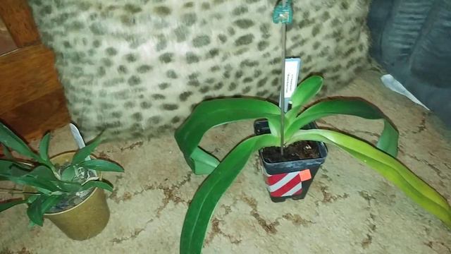 Updates & New Orchids Spring 2018 смотреть онлайн