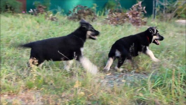 Племенной питомник "ANTARES SOLYARIS" щенки ВЕО! смотреть онлайн