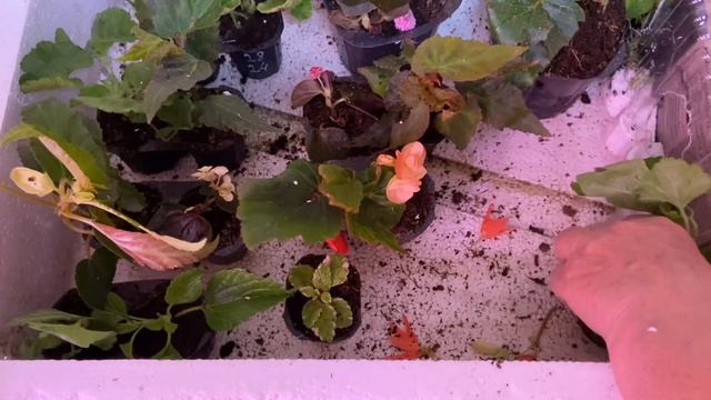 Распаковка посылки от агрофирмы Виола с вегетативными черенками. смотреть онлайн