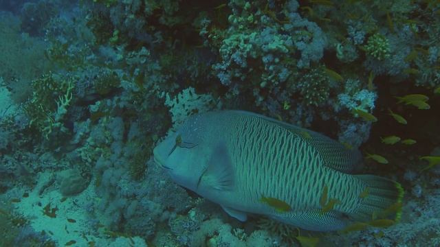 Sharm El Sheikh 2018 - 4K HLG mit der HXR-NX80 смотреть онлайн