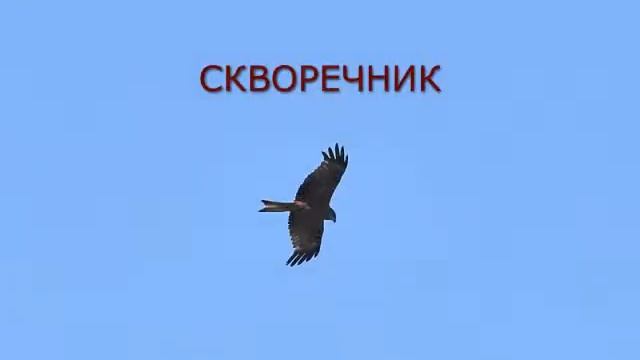 Однокоренные слова к слову "Скворец" смотреть онлайн
